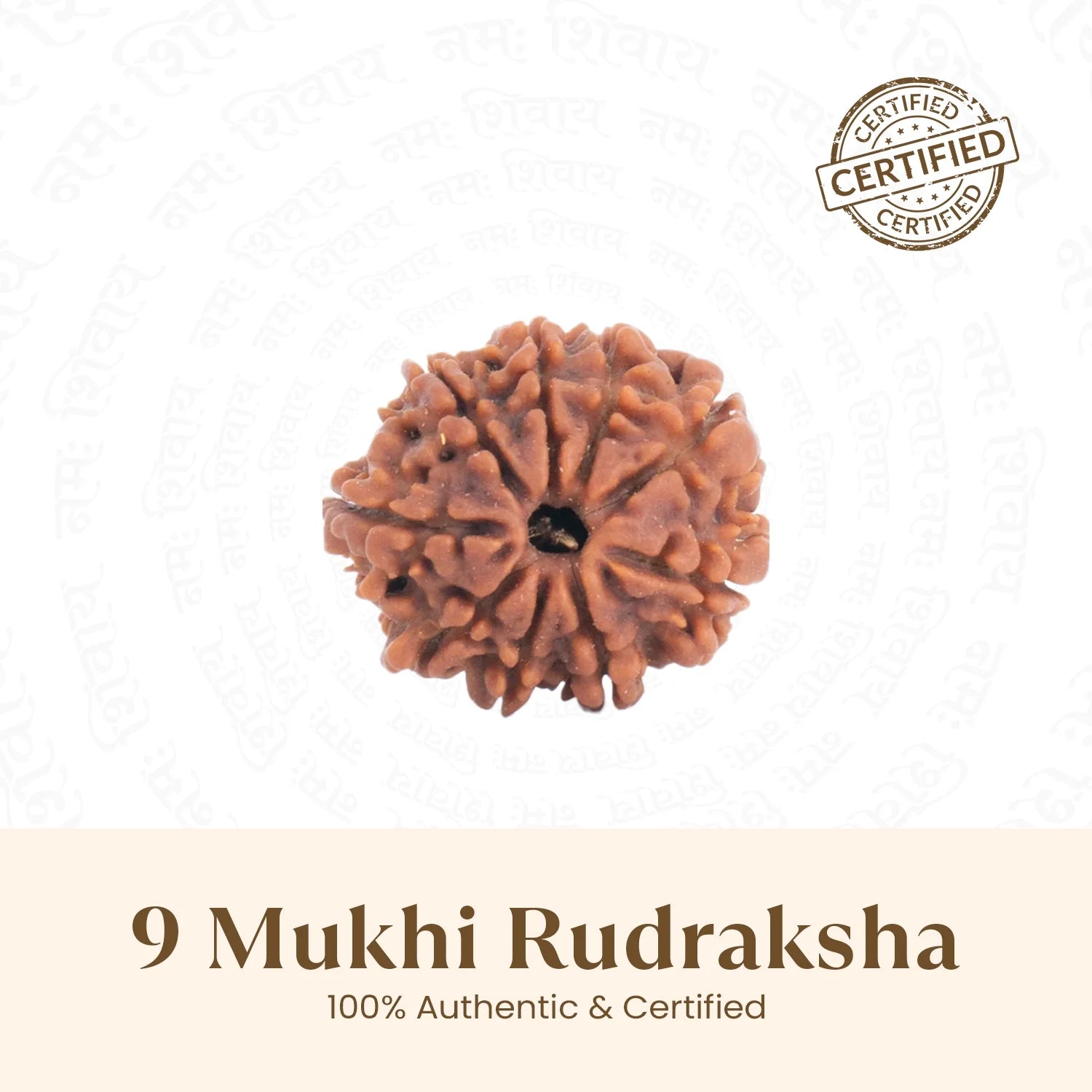 Nepal Origin 9 Mukhi Rudraksha -  17mm to 22mm