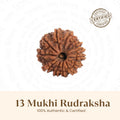 Nepal Origin 13 Mukhi Rudraksha -  17mm to 22mm