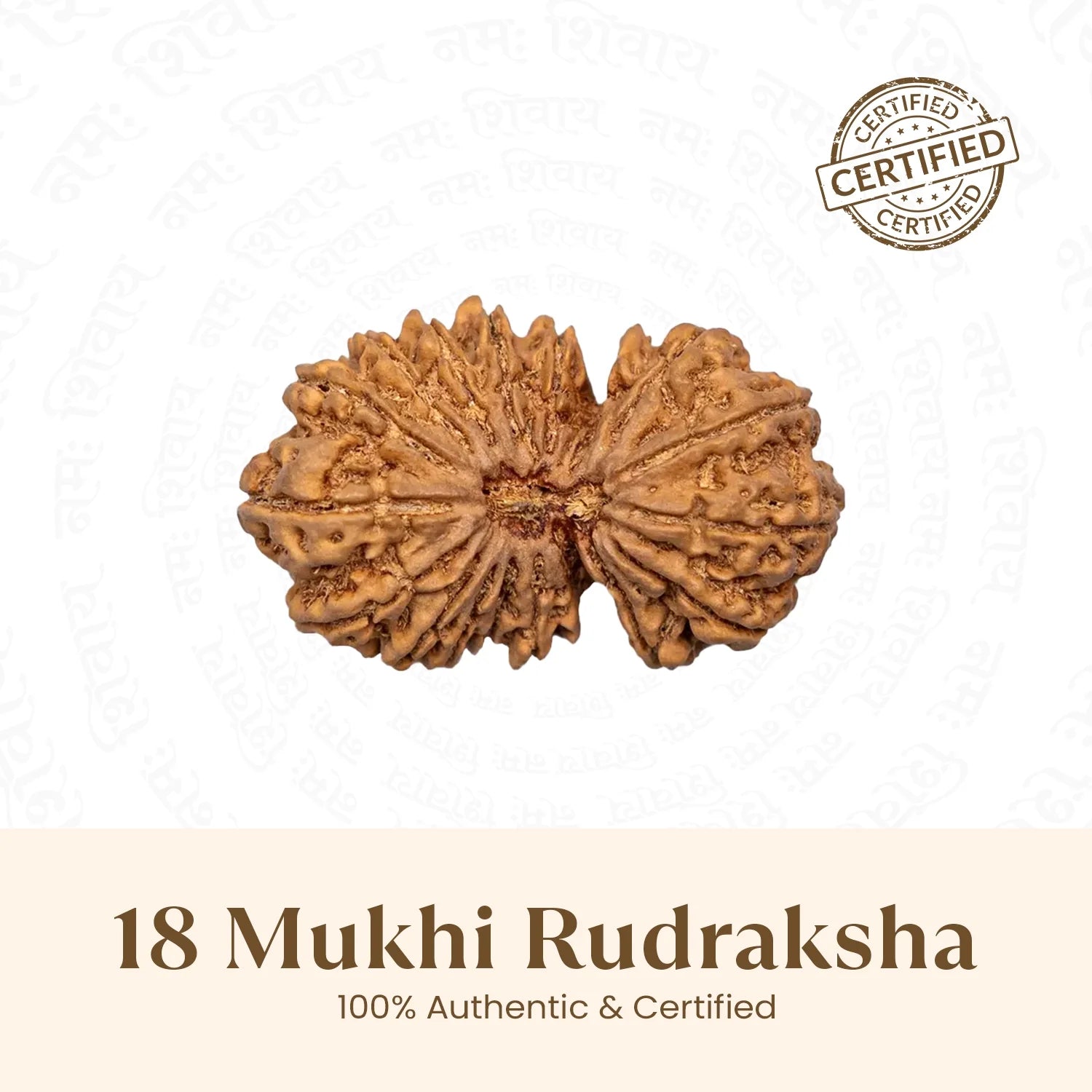 Nepal Origin 18 Mukhi Rudraksha - 17mm to 22mm