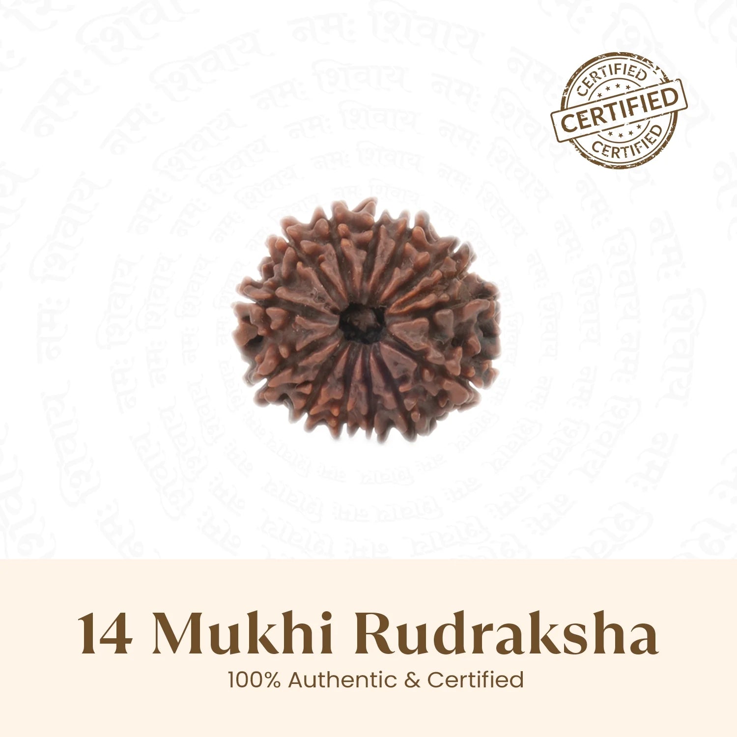 Nepal Origin 14 Mukhi Rudraksha - 17mm to 22mm