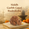 Kashi Siddh Nepal Origin Garbh Gauri Rudraksha - 17mm to 22mm