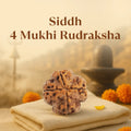 Kashi Siddh Nepal Origin 4 Mukhi Rudraksha - 17mm to 22mm