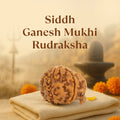 Kashi Siddh Nepal Origin Ganesh Mukhi Rudraksha - 17mm to 22mm