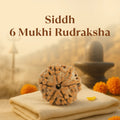 Kashi Siddh Nepal Origin 6 Mukhi Rudraksha - 17mm to 22mm
