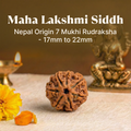 Maha Lakshmi Siddh Nepal Origin 7 Mukhi Rudraksha - 17mm to 22mm